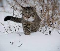 Winter has arrived and you wonder if your cat can get cold? How To Know If My Cat Is Cold 7 Steps
