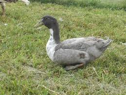 The mandarin duck nests in holes in trees, sometimes high up and a long way from the water. Blue Swedish Ducks Ducklings For Sale Cackle Hatchery