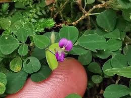 Image result for Grona triflora