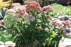 The daisylike flowers bloom in bright yellow, but there are also varieties with golden yellow, pale yellow, pink, or bicolor blooms. Perennial Flowers That Show Off For Years Signals Az