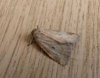 Image result for Photedes minima