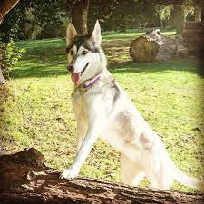 Northern Inuit Dog Originated In The Uk Late 80s Governed By A Breed Society Known As Northern Inuit Society Northern Inuit Dog Wolf Dog Dog Sledding