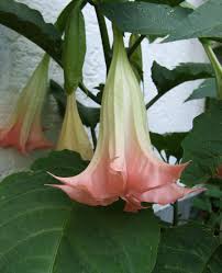 Image result for Brugmansia