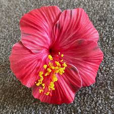 Image result for Hibiscus seineri