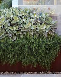 Dangarbarinsmith On Instagram A Beautiful Combination Of Leaf Shape And Texture Kalanchoe Beha In 2020 Perennial Garden Design Rectangle Garden Design Garden Design