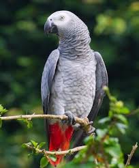 Grey Bird With Red Neck Pin On Intelligent Planet