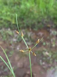 Image result for Fimbristylis dichotoma