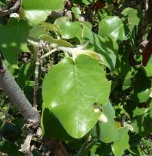 Image result for Androstachys