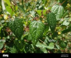 Image result for Triumfetta annua