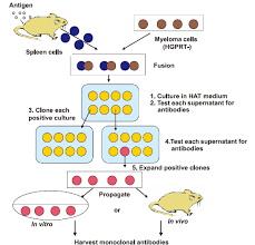 Maybe you would like to learn more about one of these? Hybridoma Technology Sino Biological