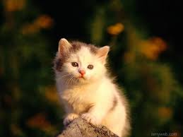 Cute Cat Desktop Wallpaper Download 12 Kittens Cutest Baby Cats Cute Cats