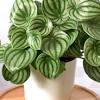 Home growing houseplants 19 best peperomia types | peperomia plant varieties. 1