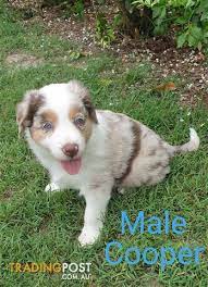 Pure Breed Border Collie Pups For Sale