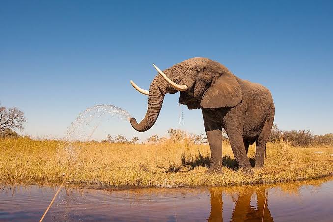What Is A Tusk And Which Animals Have It?