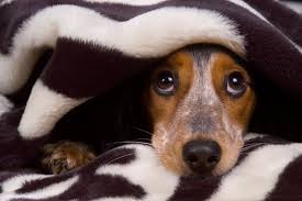 My Dog Is Scared Of Thunder Dog Has Diarrhea Dog Shaking Calm Dogs