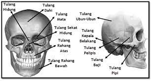 Check spelling or type a new query. Bagian Bagian Rangka Manusia