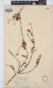 Image result for Baphia massaiensis