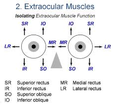 Eye Muscles Movement