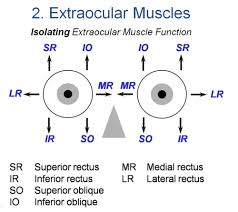 eye muscles movement