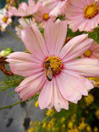 Cosmos Apricot And Bee Cosmos Flowers Flowers Perennials Cosmos