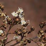 Image result for Julbernardia globiflora