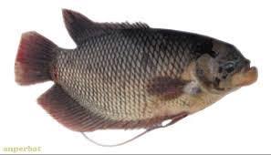 Dan ikan yang dibudidayakan untuk dikonsumsi manusia. Ulangan Harian Materi Budidaya Ikan Konsumsi Proprofs Quiz