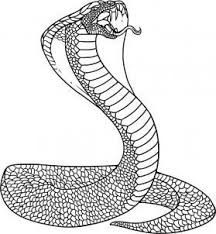 How To Draw A King Cobra Snake Step 7 Remember To View All Of The Steps Snake Coloring Pages Snake Drawing Snake