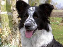 Ticked Border Collie Real Dog Collie Border Collie