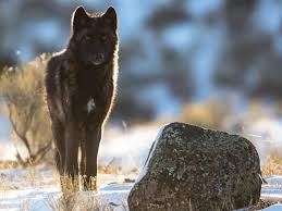 Canyon Pup Desktop Nexus Wallpapers Wolf Dog Black Wolf Animals
