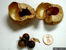 Image result for Margaritaria