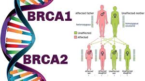 Image result for BRCA2