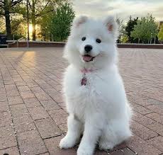 Samoyed Dogs Dogsamoyed Petlove Lovepet Cute Dogs Samoyed Dogs Happy Dogs