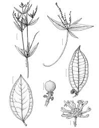 Image result for Spigelia anthelmia