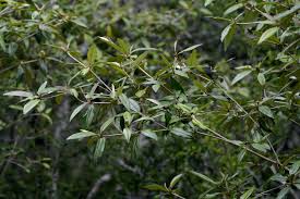 Image result for Croton pseudopulchellus