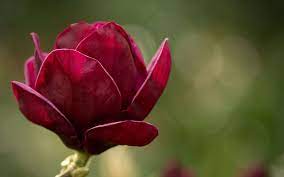 Red Magnolia 5 Seeds Red Magnolia Magnolia Flower Flowers