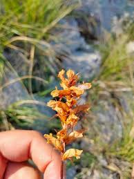 Image result for Orobanchaceae