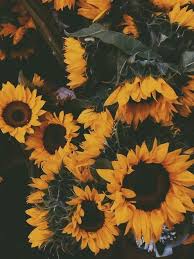 Hey Please Follow Me Kelly Mc And Drop Me A Message To Follow You Back Sunflower Wallpaper Sunflowers Background Pretty Flowers