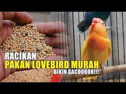 Siapa sih yang nggak mau kalau. Pakan Lovebird Murah Bikin Gacor Racikan Pakan Lovebird Ngekek Panjang Youtube