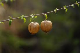 Image result for Tinnea galpinii