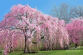 Cascading favorites (and a few uprights) for pink flowering almond shrub (prunus glandulosa rosea plena) is another gorgeous bloomer with an this weeping willow is one of the first trees to come into leaf in the spring. Pink Weeping Cherry Tree In Bloom Photograph By Regina Geoghan