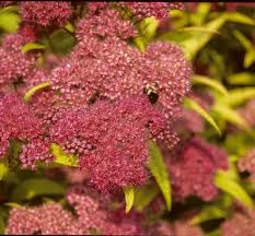 Image result for Spiraea bumalda