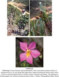 Image result for Diaphananthe sp.no.1. (Ball 657)