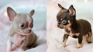 Obesity in chihuahuas can cause joint problems, stress on the spine, difficulty breathing, arthritis, and a shortened lifespan. Top 10 Benefits Of Having A Chihuahua Puppies Club
