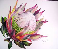 Protea Sandie Copland Portfolio The Loop Botanical Painting Protea Art Flower Painting