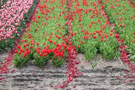 A single line of tulips standing a foot apart can look sparse. Why Tulip Farmers Cut Off The Flowers During Peak Blooming Tulip Festival Amsterdam