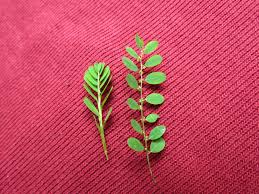 Image result for Phyllanthus parvus