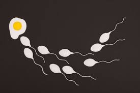 Wann Sterben Spermien Ab Das Sollten Sie Wissen