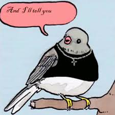 Annoyed Bird Meme Compilation On Coub