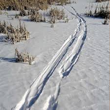 Firstly, the fisher cat is not a cat. Winter Tracking Tips