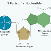 The complementary nitrogenous bases are divided into two groups, pyrimidines and purines. 1
